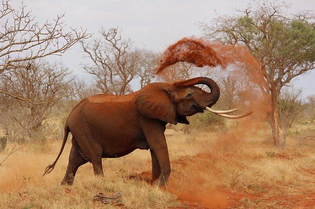 afrika prostovoljstvo slon