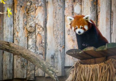 Živalski vrt Na dlani