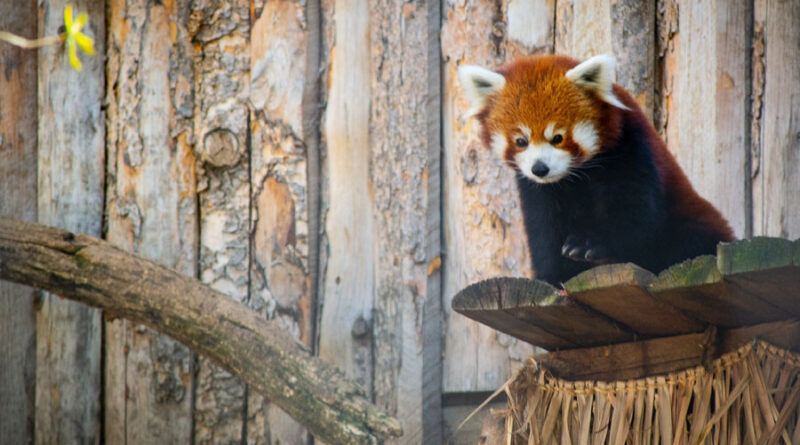 Živalski vrt Na dlani